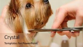  Presentation with cut - Presentation enhanced with grooming dog - yorkshire terrier getting his hair background and a coral colored foreground