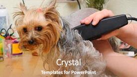  Presentation with grooming dog - Amazing presentation theme having grooming dog - yorkshire terrier getting his hair backdrop and a coral colored foreground