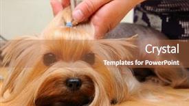  Presentation with grooming dog - Presentation enhanced with grooming dog - yorkshire terrier getting his hair background and a red colored foreground