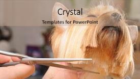  Presentation with grooming dog - Cool new presentation with grooming dog - yorkshire terrier getting his hair backdrop and a coral colored foreground