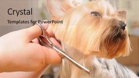  Presentation with grooming dog - Presentation design having grooming dog - yorkshire terrier getting his hair background and a coral colored foreground