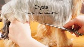  Presentation with clear cut - Audience pleasing presentation theme consisting of grooming dog - yorkshire terrier getting his hair backdrop and a mint green colored foreground