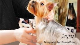  Presentation with cut - PPT layouts enhanced with grooming dog - yorkshire terrier getting his hair background and a lemonade colored foreground