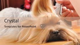  Presentation with eeven cut nyadi historical and factual ingris 10 - Cool new PPT layouts with grooming dog - yorkshire terrier getting his hair backdrop and a coral colored foreground