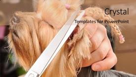  Presentation with eeven cut nyadi historical and factual ingris 10 - Slide set with grooming dog - yorkshire terrier getting his hair background and a coral colored foreground