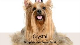  Presentation with yorkshire moor - Amazing slide deck having grooming dog - yorkshire terrier isolated on white backdrop and a coral colored foreground
