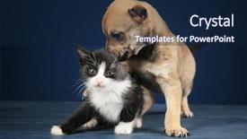  Presentation with kitten - Amazing presentation design having love dog - cute little kitten and puppy backdrop and a navy blue colored foreground