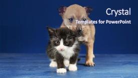  Presentation with kitten - Beautiful PPT theme featuring  backdrop and a  colored foreground