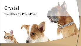  Presentation with pets - Amazing slide set having training puppy hunting dog - cute pets in row isolated backdrop and a white colored foreground