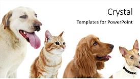  Presentation with pets - Slide set enhanced with cute pets in row isolated background and a white colored foreground