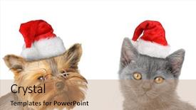  Presentation with happy new year - Slides consisting of newcats - merry christmas and happy new background and a coral colored foreground