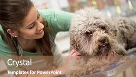  Presentation with grooming dog - Slide set featuring grooming dog in hair service background and a coral colored foreground