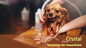 Presentation with grooming pet - Presentation having grooming dog washing in groomer background and a tawny brown colored foreground