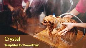  Presentation with pet grooming - Slide deck consisting of grooming dog washing in groomer background and a  colored foreground