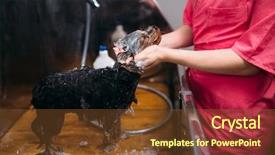  Presentation with pet grooming - PPT theme featuring grooming dog washing in groomer background and a  colored foreground