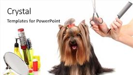  Presentation with brown sugar isolated on white - Theme enhanced with grooming the yorkshire terrier isolated background and a white colored foreground