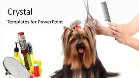  Presentation with grooming dog - Slides enhanced with grooming the yorkshire terrier isolated background and a white colored foreground