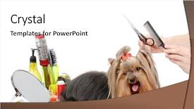  Presentation with white - PPT theme with grooming the yorkshire terrier isolated background and a white colored foreground