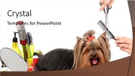  Presentation with grooming dog - Presentation theme consisting of grooming the yorkshire terrier isolated background and a white colored foreground