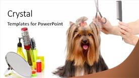  Presentation with grooming dog - Audience pleasing presentation theme consisting of grooming the yorkshire terrier isolated backdrop and a white colored foreground