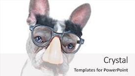  Presentation with nose - Slide deck having groucho marx - cute french bulldog wearing background and a white colored foreground