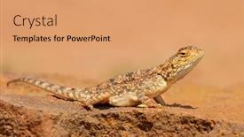  Presentation with agama - PPT theme consisting of ground-agama-agama-aculeata-sitting background and a coral colored foreground