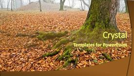  Presentation with tree root - Presentation theme having ground and moss on tree background and a tawny brown colored foreground