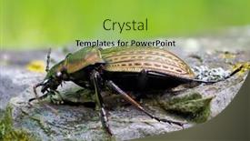  Presentation with natural - Presentation theme with ground-beetle-in-natural-habitat background and a yellow colored foreground
