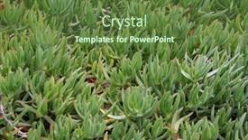  Presentation with plants - Theme featuring macro of sea shell - curves and layers are covered with pearl - great for background background and a teal colored foreground