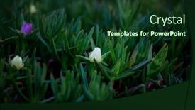  Presentation with succulent - Presentation featuring ground-creeping-plants-carpobrotus background and a tawny brown colored foreground