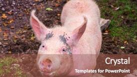  Presentation with pig farm - PPT theme enhanced with ground hog day - pink pig on irish farm background and a tawny brown colored foreground
