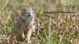  Presentation with monuments - Presentation enhanced with ground-squirrel-colony-national-natural background and a coral colored foreground