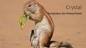  Presentation with kalahari - Slide set featuring ground squirrel xerus inaurus feeding on a pod of a tree kalahari south africa background and a coral colored foreground