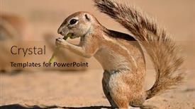  Presentation with kalahari - Audience pleasing PPT layouts consisting of ground squirrel xerus inaurus feeding on a pod of a tree kalahari south africa backdrop and a coral colored foreground