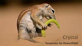  Presentation with kalahari - Audience pleasing slides consisting of ground squirrel xerus inaurus feeding on a pod of a tree kalahari south africa backdrop and a coral colored foreground