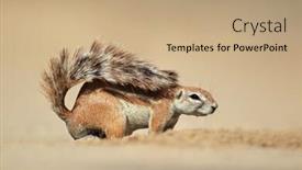  Presentation with south africa - Theme with ground-squirrel-xerus-inaurus-kalahari background and a coral colored foreground