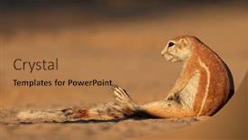  Presentation with south africa - Theme with ground-squirrel-xerus-inaurus-kalahari background and a coral colored foreground