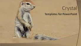  Presentation with kalahari - Colorful theme enhanced with ground squirrel xerus inaurus kalahari desert south africa backdrop and a coral colored foreground