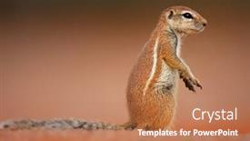  Presentation with desert - Colorful theme enhanced with ground-squirrel-xerus-inaurus-sitting backdrop and a coral colored foreground