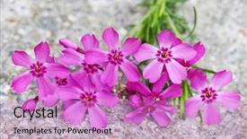  Presentation with flame - Audience pleasing slide set consisting of groundcover flower plant on concrete backdrop and a coral colored foreground