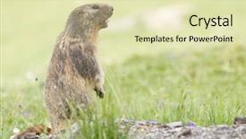  Presentation with alpine - Cool new slide deck with groundhog - alpine marmot - marmota marmota backdrop and a soft green colored foreground