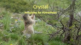  Presentation with alpine skiing - Presentation enhanced with groundhog - alpine marmot - marmota marmota background and a violet colored foreground