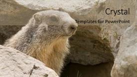  Presentation with alpine - Audience pleasing PPT theme consisting of groundhog - alpine marmot - marmota marmota backdrop and a coral colored foreground
