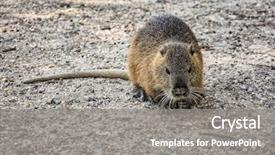  Presentation with farm - Colorful slide set enhanced with groundhog - colonia nutria farm nutria backdrop and a  colored foreground