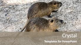  Presentation with farm - Presentation design with groundhog - colonia nutria farm nutria background and a  colored foreground