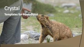  Presentation with brown - Cool new PPT theme with groundhog - cute brown himalayan marmot curious backdrop and a gray colored foreground