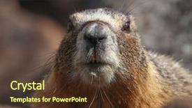  Presentation with rocks - Cool new slide deck with groundhog - cute marmot poking its head backdrop and a tawny brown colored foreground