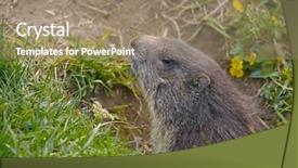  Presentation with port hole - Slide deck featuring groundhog - marmot in it's hole background and a coral colored foreground