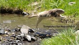  Presentation with alps - Presentation theme with groundhog - marmot in the alps jumping background and a coral colored foreground