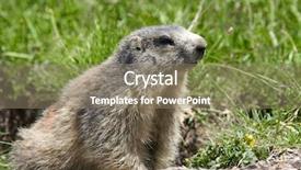  Presentation with alps - PPT theme having groundhog - marmot in the alps background and a gray colored foreground